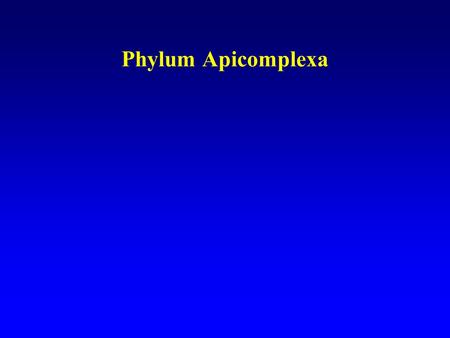 Phylum Apicomplexa.