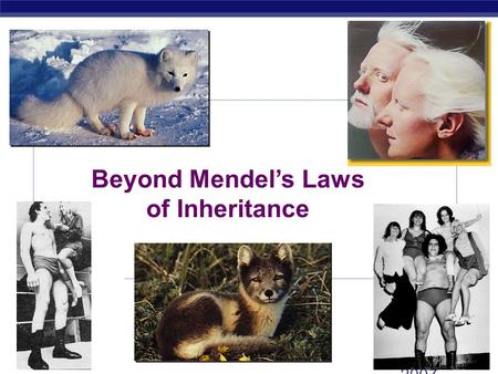 2006- 2007 Beyond Mendel’s Laws of Inheritance. Extending Mendelian genetics  Mendel worked with a simple system  peas are genetically simple  most.