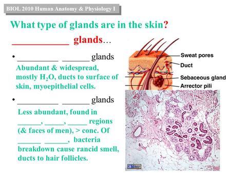 ___________ glands … _________ ______ glands Abundant & widespread, mostly H 2 O, ducts to surface of skin, myoepithelial cells. Less abundant, found in.