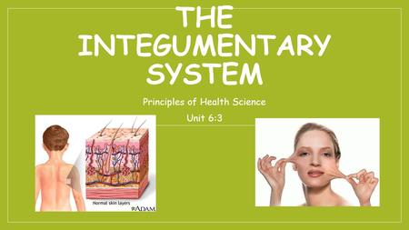 The Integumentary System