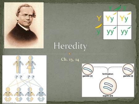 Ch. 13, 14. Physical attribute (hair color) Section of DNA that code for a specific trait AGCGTTTACT = red hair (phenotype)