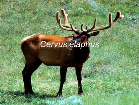 Cervus elaphus. Ecology and Distribution Red deer typically occur in “natural forests, planted forests, grasslands, shrublands” and the tundra. They occur.