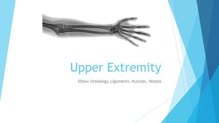 Upper Extremity Elbow Osteology, Ligaments, Muscles, Vessels.