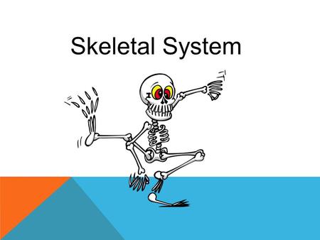 Skeletal System.