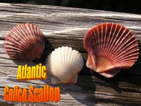 Atlantic Calico Scallop species is a medium- sized edible saltwater scallop Part of the Pectinidae family.