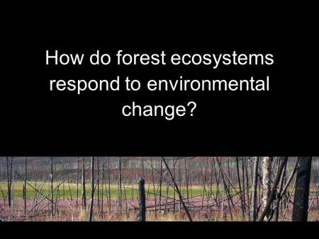 How do forest ecosystems respond to environmental change?