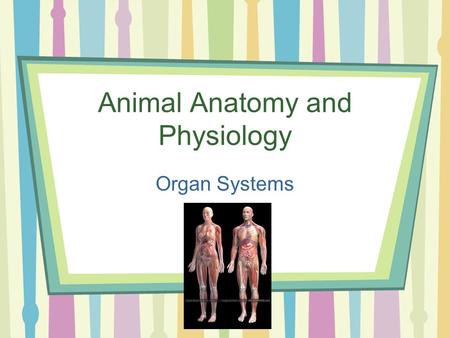 Animal Anatomy and Physiology Organ Systems. Unit Overview Organ Systems –Digestive System –Circulatory System –Respiratory System.