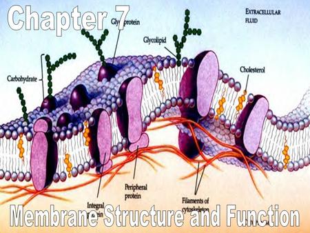 Membrane Structure and Function