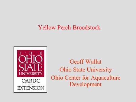 Yellow Perch Broodstock