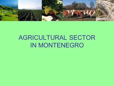 AGRICULTURAL SECTOR IN MONTENEGRO. Macroeconomic data 20022003200420052006 GDP (mil €)1,301.501,433.001,535.001,644.001,778.81 GDP per capita €2,109.112,317.902,472.992,638.002,790.50.