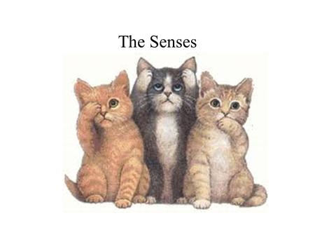 The Senses.