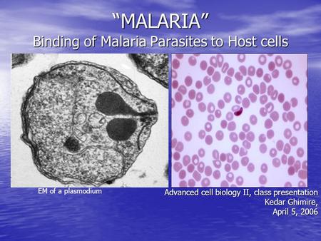 “MALARIA” Binding of Malaria Parasites to Host cells Advanced cell biology II, class presentation Kedar Ghimire, April 5, 2006 EM of a plasmodium.