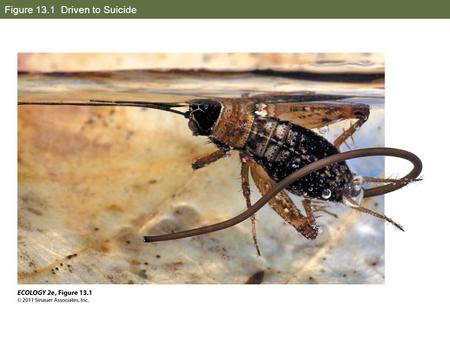 Figure 13.1 Driven to Suicide. Figure 13.2 Enslaved by a Fungus.