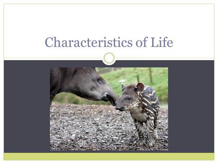 Characteristics of Life. The Eight Characteristics of Life  1. Made of one or more cells  2. Displays organization  3. Grows and develops  4. Reproduces.