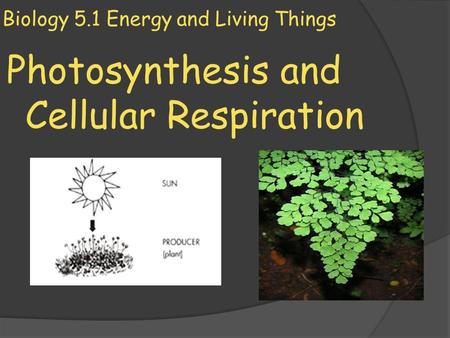 Biology 5.1 Energy and Living Things