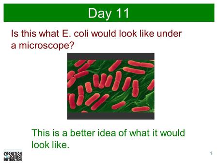 1 Day 11 Is this what E. coli would look like under a microscope? This is a better idea of what it would look like.