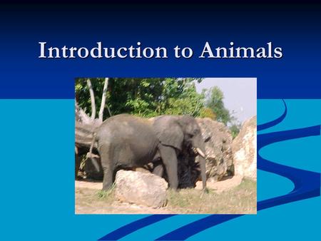 Introduction to Animals