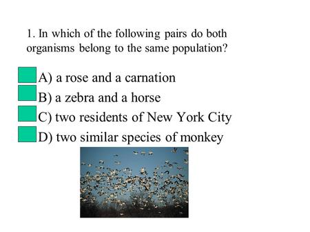 A) a rose and a carnation B) a zebra and a horse