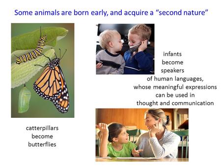 Some animals are born early, and acquire a “second nature” catterpillars become butterflies infants become speakers of human languages, whose meaningful.