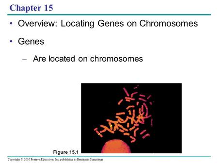 Copyright © 2005 Pearson Education, Inc. publishing as Benjamin Cummings Chapter 15 Overview: Locating Genes on Chromosomes Genes – Are located on chromosomes.