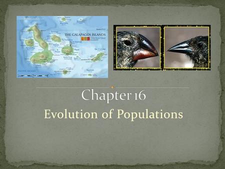 Evolution of Populations. Darwin and Mendel Genes control heritable traits Changes in genes = variation Natural selection works with this variation.