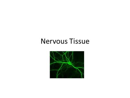 Nervous Tissue. Information Highways Electrical Signals.