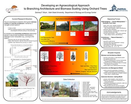 How are physiological constraints which govern biomass scaling and vascular architecture maintained in managed orchard systems? - “a tree is a tree” -