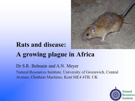 Rats and disease: A growing plague in Africa Dr S.R. Belmain and A.N. Meyer Natural Resources Institute, University of Greenwich, Central Avenue, Chatham.