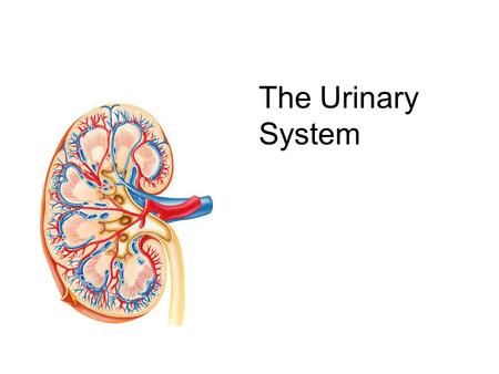 The Urinary System. 2  Paired kidneys  A ureter for each kidney  Urinary bladder  Urethra.