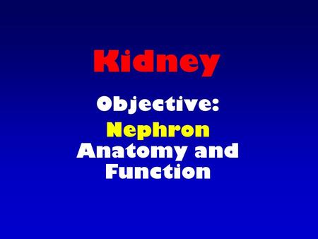 Kidney Objective: Nephron Anatomy and Function. Nephron Anatomy consists of Renal corpuscle Renal tubule.