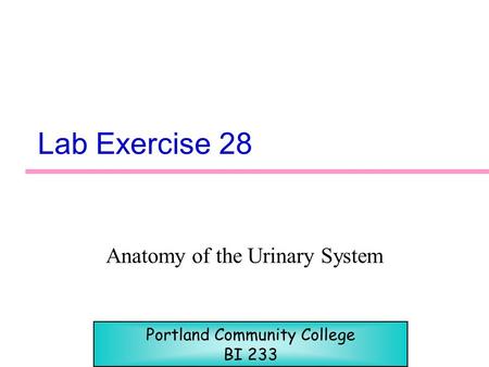 Anatomy of the Urinary System