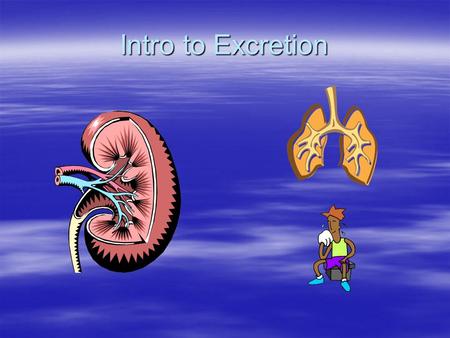 Intro to Excretion. Excretion  Excretion –Release and removal of metabolic wastes  Metabolic Wastes  Excess water  Salts  Carbon Dioxide  Nitrogenous.