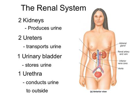 The Renal System 2 Kidneys 2 Ureters - transports urine