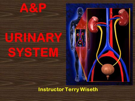 A&P URINARY SYSTEM Instructor Terry Wiseth. 2 Urinary Anatomy Kidney Ureter Bladder Urethra.