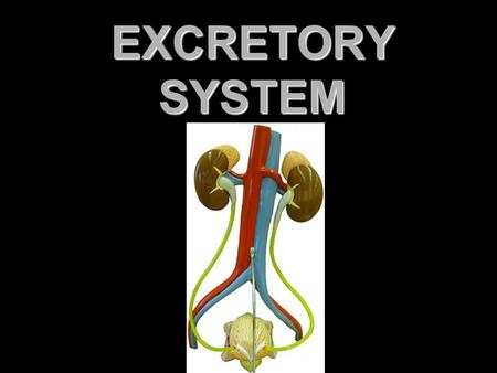 EXCRETORY SYSTEM.