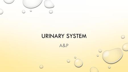 URINARY SYSTEM A&P. URINARY SYSTEM AKA EXCRETORY SYSTEM REMOVES WASTES & EXCESS WATER MAINTAIN ACID-BASE BALANCE HELPS MAINTAIN BODY’S HOMEOSTASIS.