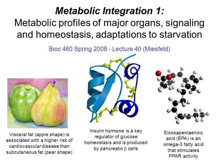 Metabolic Integration 1: Metabolic profiles of major organs, signaling and homeostasis, adaptations to starvation Bioc 460 Spring 2008 - Lecture 40 (Miesfeld)