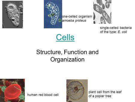 Cells Structure, Function and Organization one-celled organism amoeba proteus human red blood cell plant cell from the leaf of a poplar tree single-celled.