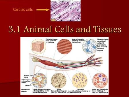 3.1 Animal Cells and Tissues Cardiac cells. Review… just a little In single-celled organisms (like bacteria), the cell has to be able to do everything.