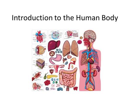 Introduction to the Human Body. Brainstorm for body systems: HUMAN BODY DIGESTIVE SYSTEM RESPIRATORY SYSTEM CIRCULATORY SYSTEM EXCRETORY SYSTEM LYMPHATIC.