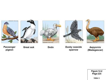 Slide 1 Figure 12-2 Page 225 Passenger pigeon Great aukDodo Dusky seaside sparrow Aepyornis (Madagascar)