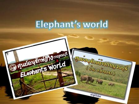 Elephant's World is an elephant conservation camp established by Dr. vet. Samart Prasitpon in 2008. Elephant's World take care aged elephants which.