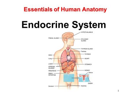 Essentials of Human Anatomy Endocrine System