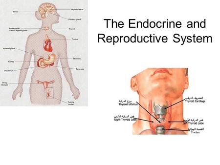 The Endocrine and Reproductive System