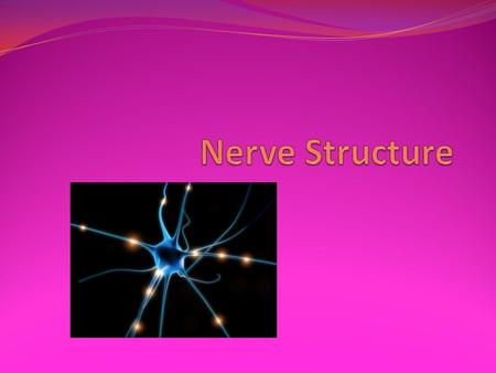 Neuron Used for communication between body parts May be as long as a meter.