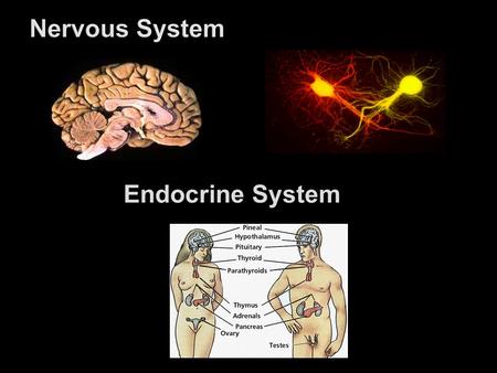 Endocrine System. Nervous SystemEndocrine System Both Fast Action Short-term Effects Only target cells get signal & respond Neurons Slow Action Long-term.