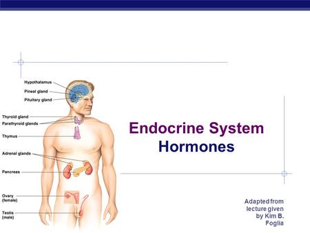 Endocrine System Hormones