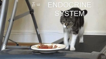 ENDOCRINE SYSTEM T H E. - fast - specific / addressed -electric signals & chemical signals - uses neurons for direct communicationNERVOUS -slow -broadcast.