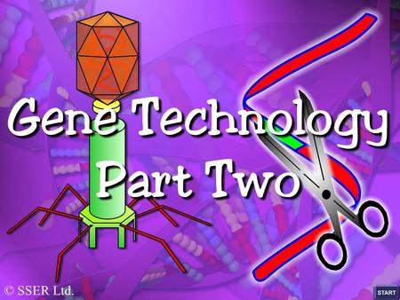 © SSER Ltd.. The genomes of eukaryotic organisms are enormous and contain millions of nucleotide sequences that form their genes Finding a specific gene.