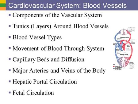 Cardiovascular System: Blood Vessels